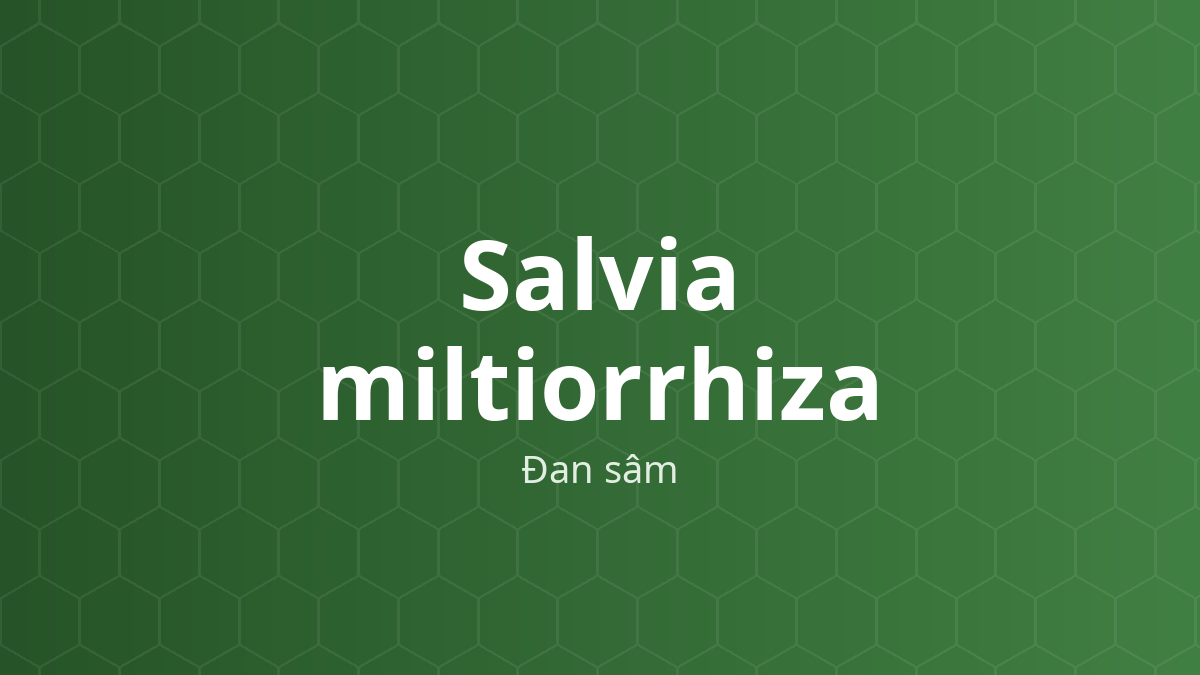 Salvia miltiorrhiza (Đan sâm) – Chiết xuất thực vật