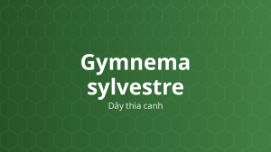 Gymnema sylvestre (Dây thìa canh) – Chiết xuất thực vật