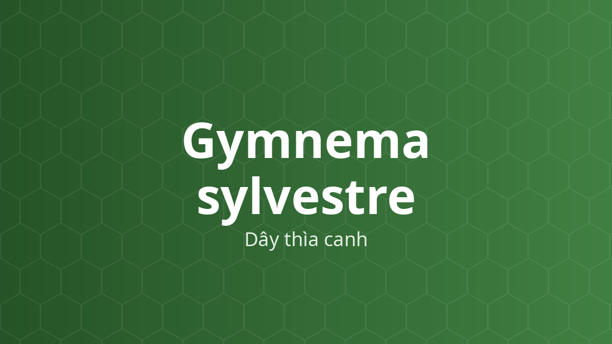 Gymnema sylvestre (Dây thìa canh) – Chiết xuất thực vật