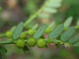 Cây diệp hạ châu – Phyllanthus urinaria, nguồn nguyên liệu chiết xuất