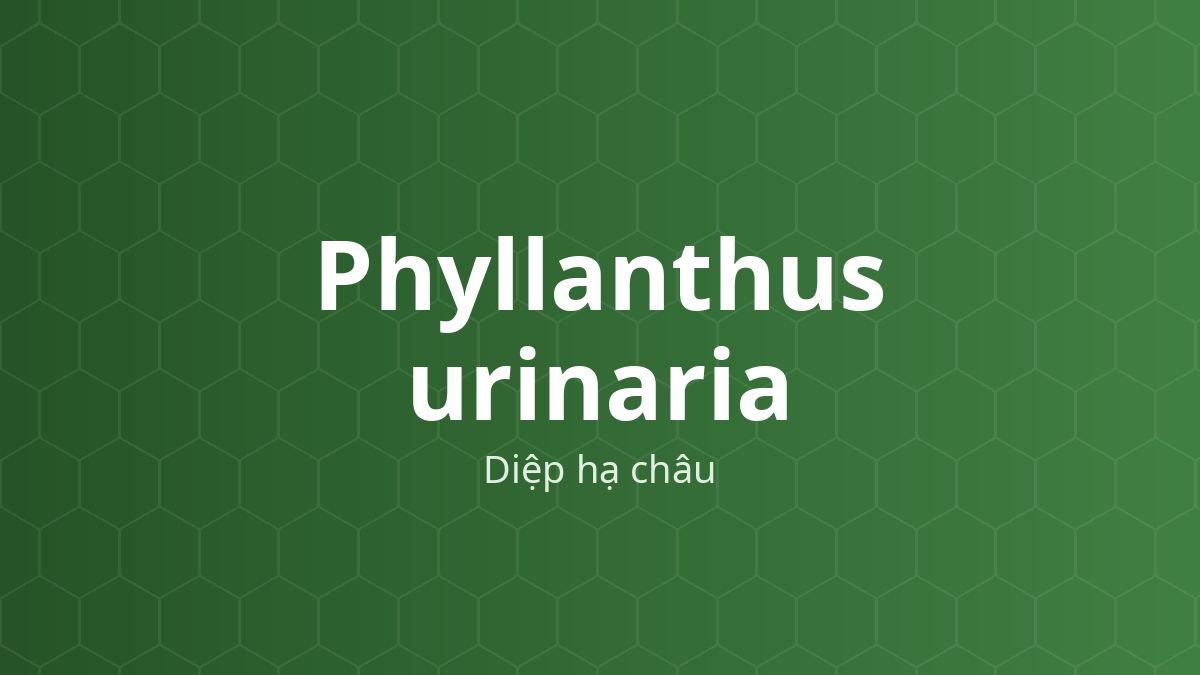 Phyllanthus urinaria (Diệp hạ châu) – Chiết xuất thực vật