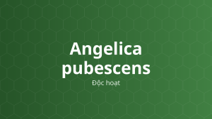 Angelica pubescens (Độc hoạt) – Chiết xuất thực vật
