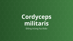 Cordyceps militaris (Đông trùng hạ thảo) – Chiết xuất thực vật