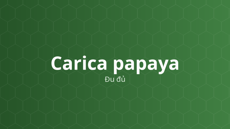 Carica papaya (Đu đủ) – Chiết xuất thực vật