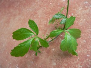 Cây giảo cổ lam 50:1 – Gynostemma pentaphyllum, nguồn nguyên liệu chiết xuất