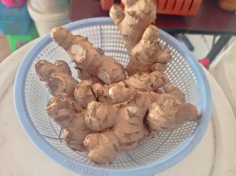 Cây sinh khương – Zingiber officinale, nguồn nguyên liệu chiết xuất