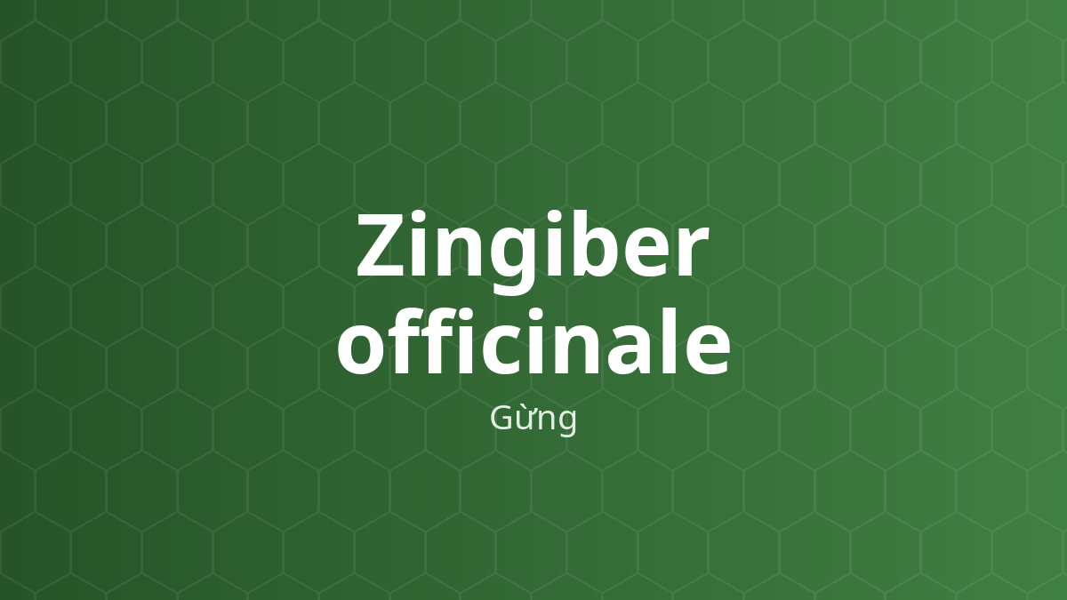 Zingiber officinale (Gừng) – Chiết xuất thực vật