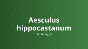 Aesculus hippocastanum (Hạt dẻ ngựa) – Chiết xuất thực vật