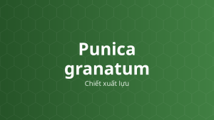 Punica granatum (Chiết xuất lựu) – Chiết xuất thực vật