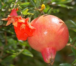 Cây lựu – Punica granatum, nguồn nguyên liệu chiết xuất