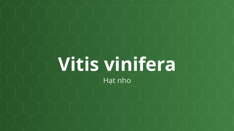 Vitis vinifera (Hạt nho) – Chiết xuất thực vật