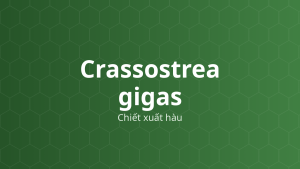 Crassostrea gigas (Chiết xuất hàu) – Chiết xuất thực vật