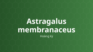Astragalus membranaceus (Hoàng kỳ) – Chiết xuất thực vật