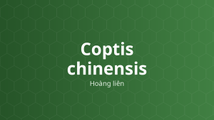 Coptis chinensis (Hoàng liên) – Chiết xuất thực vật