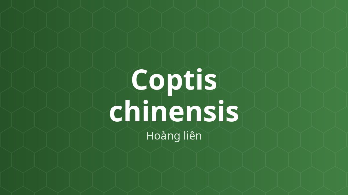 Coptis chinensis (Hoàng liên) – Chiết xuất thực vật