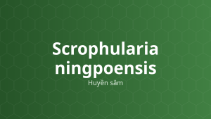 Scrophularia ningpoensis (Huyền sâm) – Chiết xuất thực vật