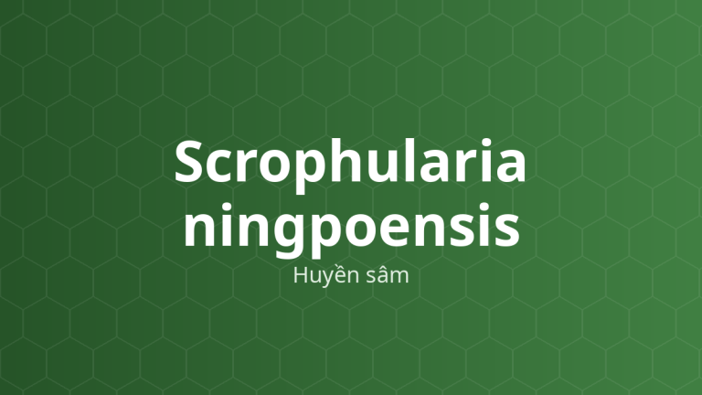Scrophularia ningpoensis (Huyền sâm) – Chiết xuất thực vật