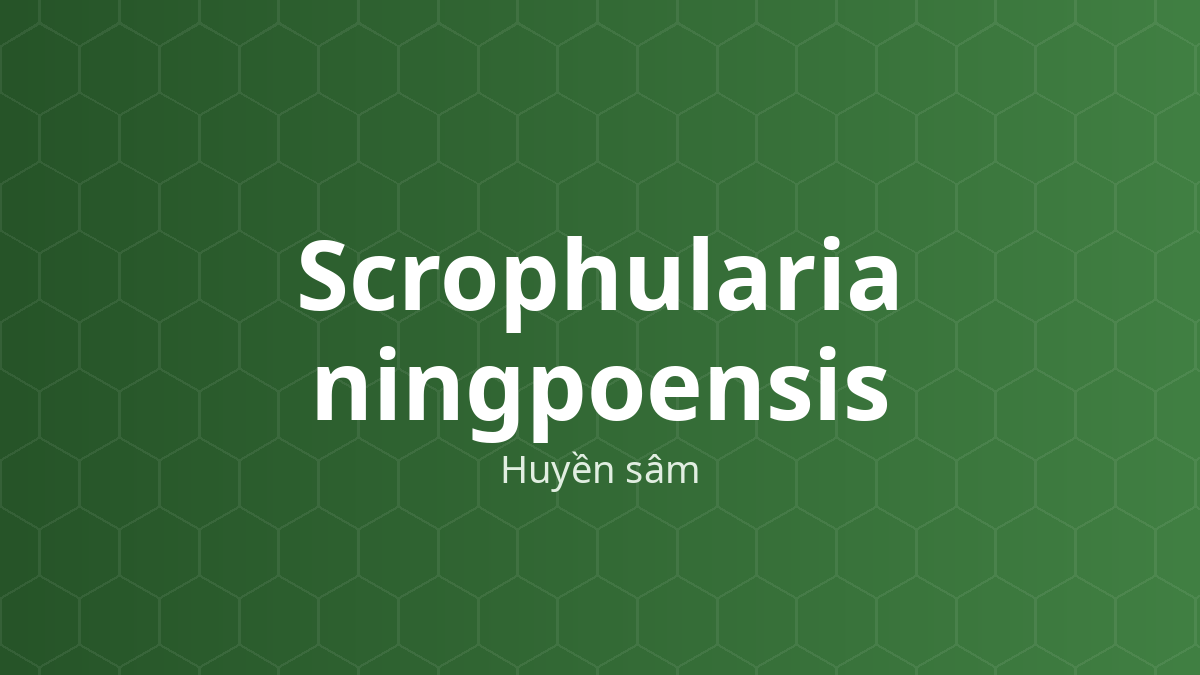 Scrophularia ningpoensis (Huyền sâm) – Chiết xuất thực vật