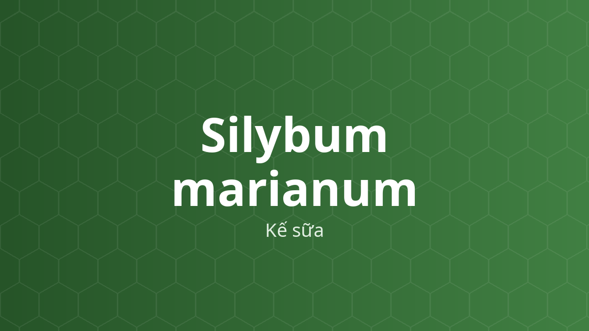 Silybum marianum (Kế sữa) – Chiết xuất thực vật