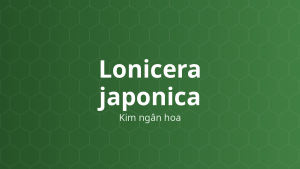 Lonicera japonica (Kim ngân hoa) – Chiết xuất thực vật