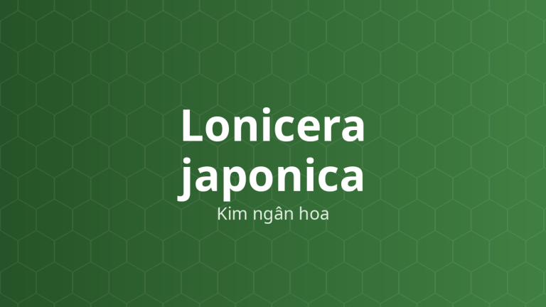 Lonicera japonica (Kim ngân hoa) – Chiết xuất thực vật