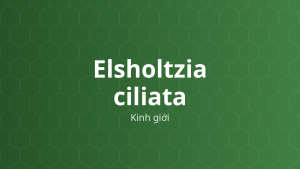 Elsholtzia ciliata (Kinh giới) – Chiết xuất thực vật