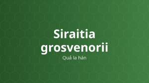 Siraitia grosvenorii (Quả la hán) – Chiết xuất thực vật