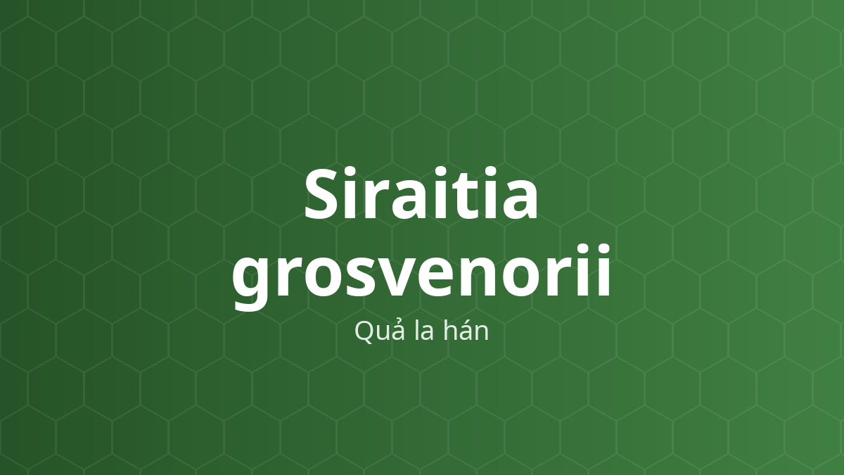 Siraitia grosvenorii (Quả la hán) – Chiết xuất thực vật