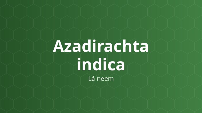 Azadirachta indica (Lá neem) – Chiết xuất thực vật