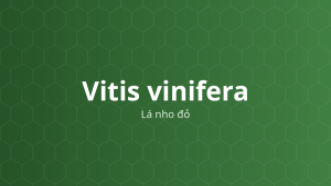 Vitis vinifera (Lá nho đỏ) – Chiết xuất thực vật