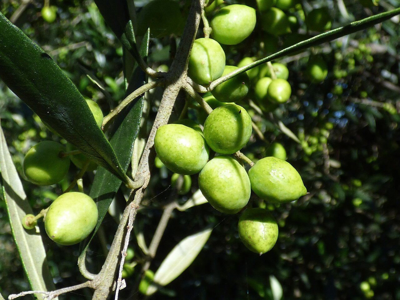Cây ô liu – Olea europaea, nguồn nguyên liệu chiết xuất