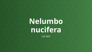 Nelumbo nucifera (Lá sen) – Chiết xuất thực vật
