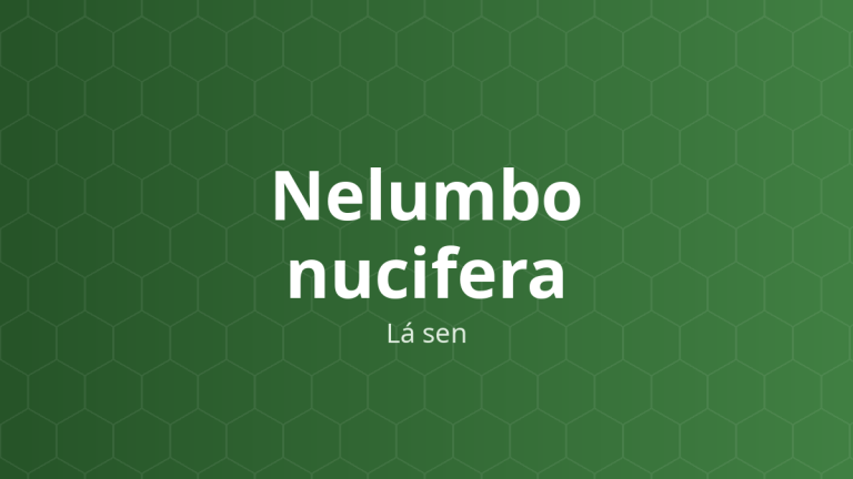 Nelumbo nucifera (Lá sen) – Chiết xuất thực vật