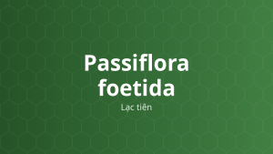 Passiflora foetida (Lạc tiên) – Chiết xuất thực vật