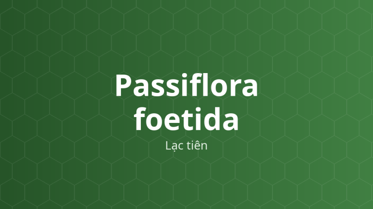 Passiflora foetida (Lạc tiên) – Chiết xuất thực vật