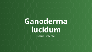 Ganoderma lucidum (Nấm linh chi) – Chiết xuất thực vật
