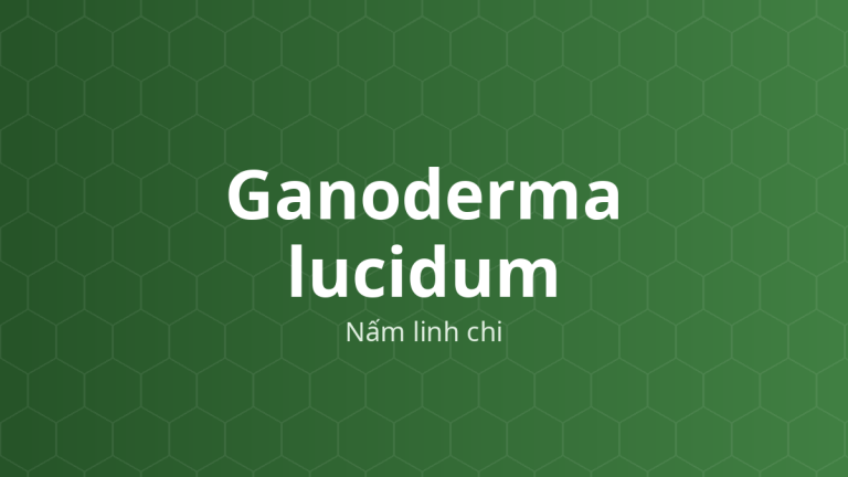 Ganoderma lucidum (Nấm linh chi) – Chiết xuất thực vật