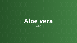 Aloe vera (Lô hội) – Chiết xuất thực vật