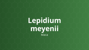 Lepidium meyenii (Maca) – Chiết xuất thực vật