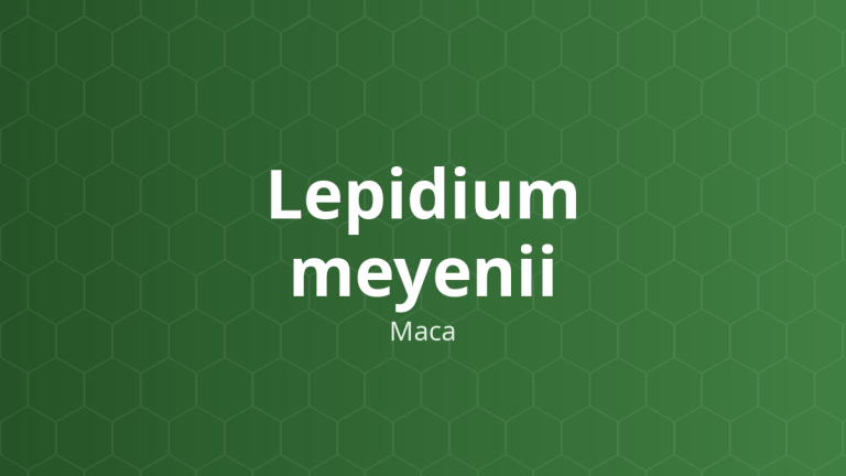 Lepidium meyenii (Maca) – Chiết xuất thực vật