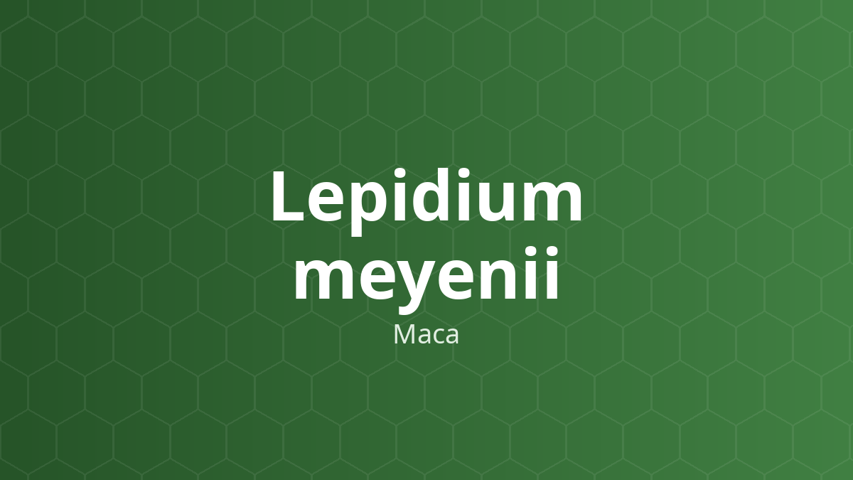 Lepidium meyenii (Maca) – Chiết xuất thực vật
