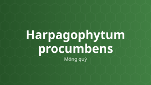 Harpagophytum procumbens (Móng quỷ) – Chiết xuất thực vật