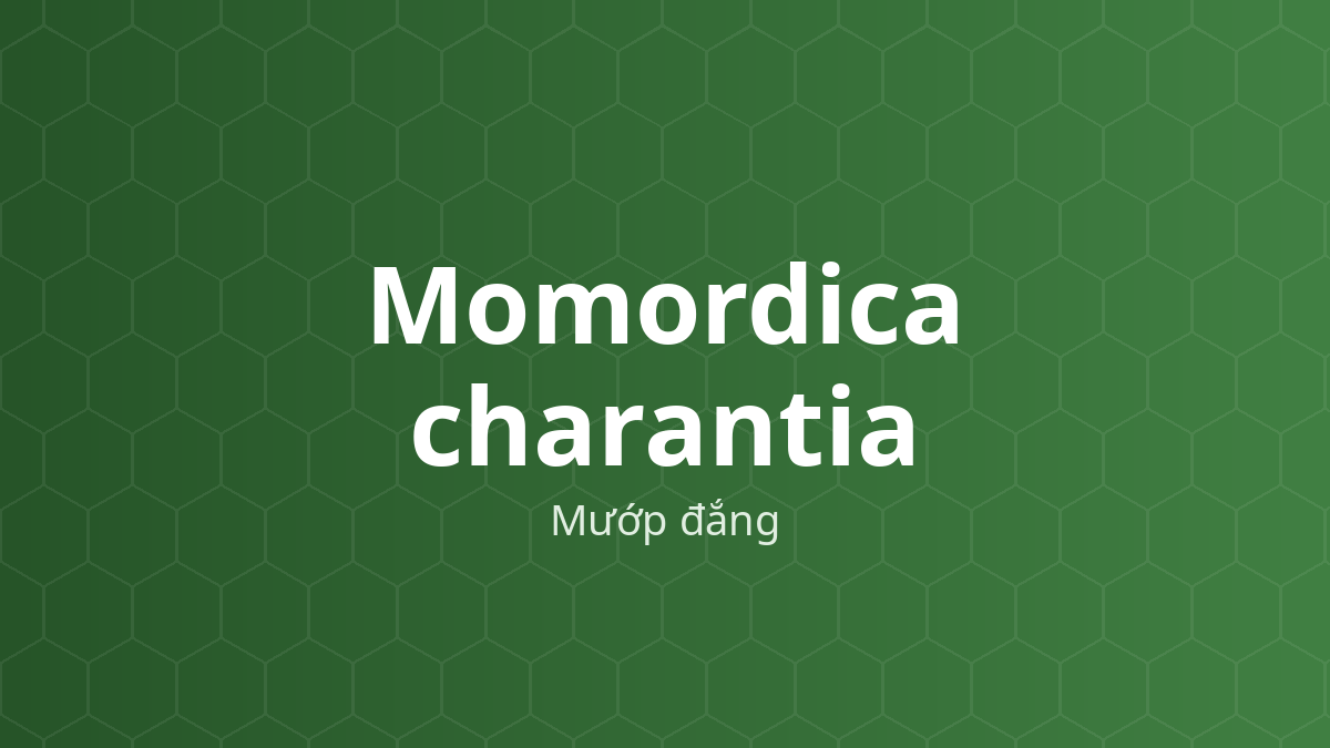 Momordica charantia (Mướp đắng) – Chiết xuất thực vật
