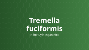 Tremella fuciformis (Nấm tuyết (ngân nhĩ)) – Chiết xuất thực vật