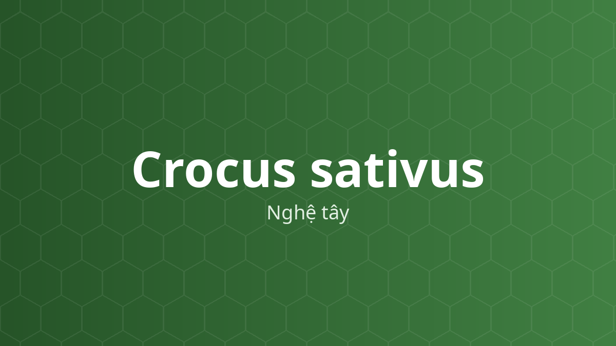 Crocus sativus (Nghệ tây) – Chiết xuất thực vật