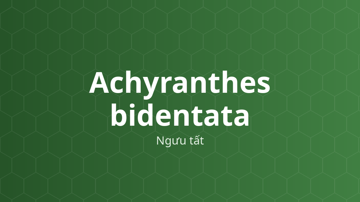 Achyranthes bidentata (Ngưu tất) – Chiết xuất thực vật
