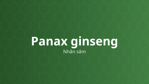 Panax ginseng (Nhân sâm) – Chiết xuất thực vật