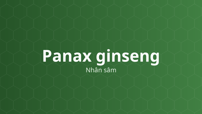 Panax ginseng (Nhân sâm) – Chiết xuất thực vật