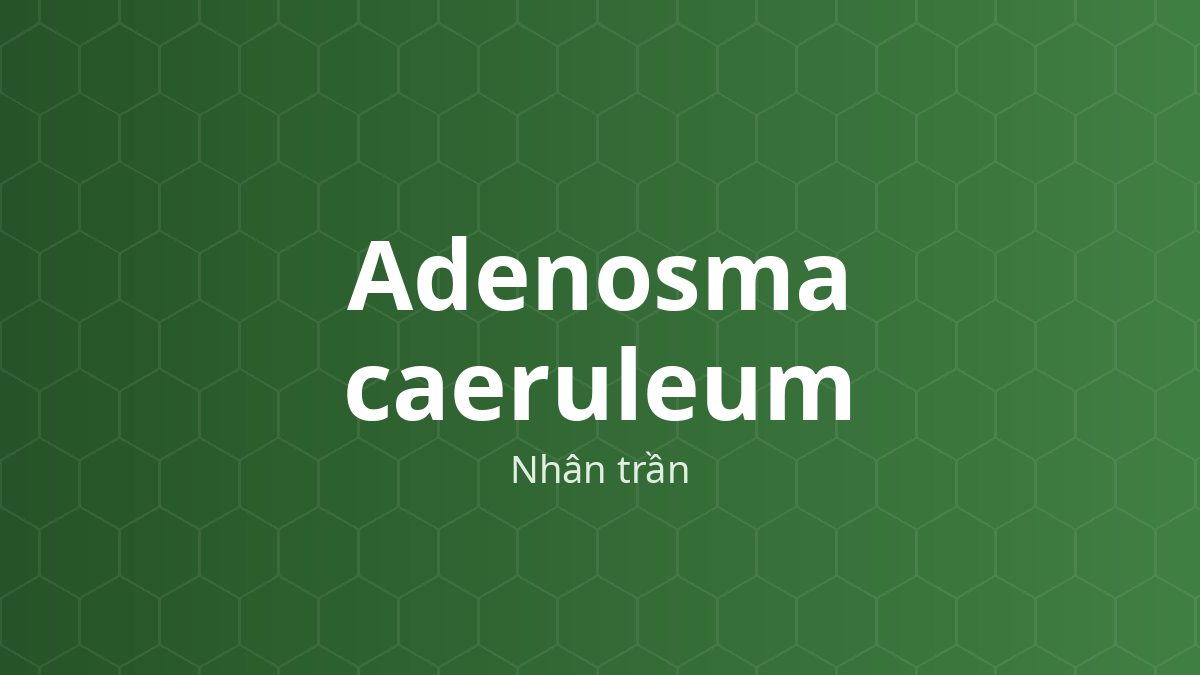 Adenosma caeruleum (Nhân trần) – Chiết xuất thực vật