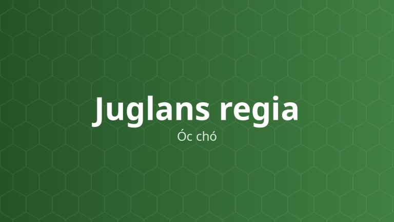 Juglans regia (Óc chó) – Chiết xuất thực vật